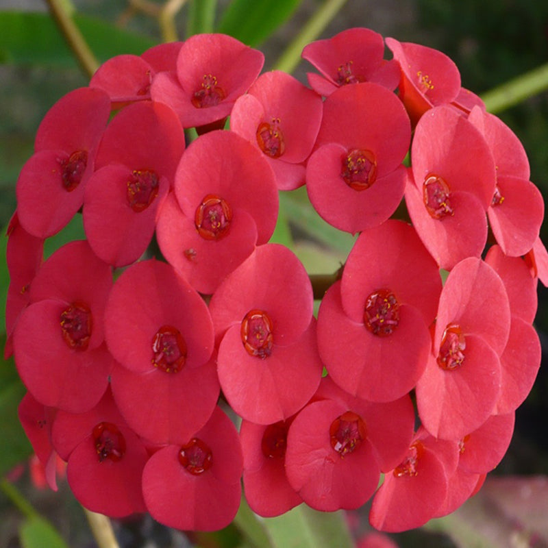 Euphorbia milii/Crown Of Thorns New Hybrids Red- Cacti & Succulant– Exotic  Flora