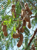 Tamarind-PKM (Grafted)- Fruit Plants & Tree