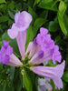 Garlic Creeper - Creepers & Climbers