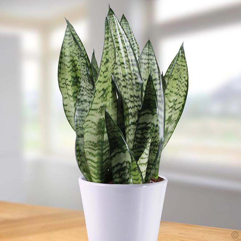 green sansevieria plant Sansevieria/Snake Plant-Green