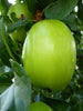 Apple Green (Grafted) - Fruit Plants & Tree - Exotic Flora