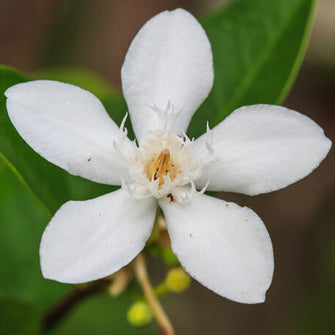 Cape Jasmine - Flowering Shrubs - Exotic Flora