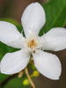 Cape Jasmine - Flowering Shrubs - Exotic Flora