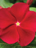 Periwinkle Red- SEASONALS