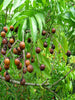 Rudraksha/Elaeocarpus ganitrus - Avenue Trees