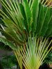 Traveller Palm - Palms