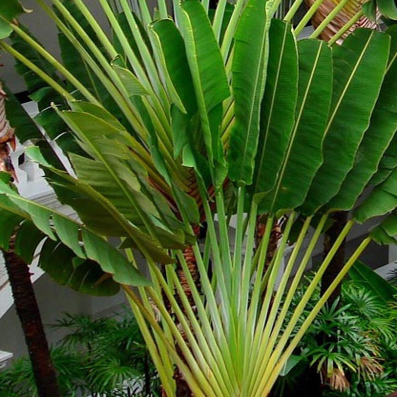 travel palm plant Traveller Palm