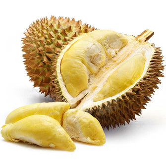 Durian Fruit - Fruit Plants & Tree - Exotic Flora