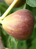 Fig-Puna-Fig(Grafted)- Fruit Plants & Tree - Exotic Flora