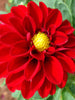 Dahlia Dwarf Red - SEASONALS - Exotic Flora