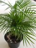 Chamaedorea Seifrizii Or Bamboo Palm - Indoor Air-Purifying - Exotic Flora