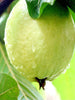 Guava-Lucknow-49(Air Layered Plant) - Fruit Plants & Tree