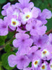 Lantana Purple- Flowering Shrubs