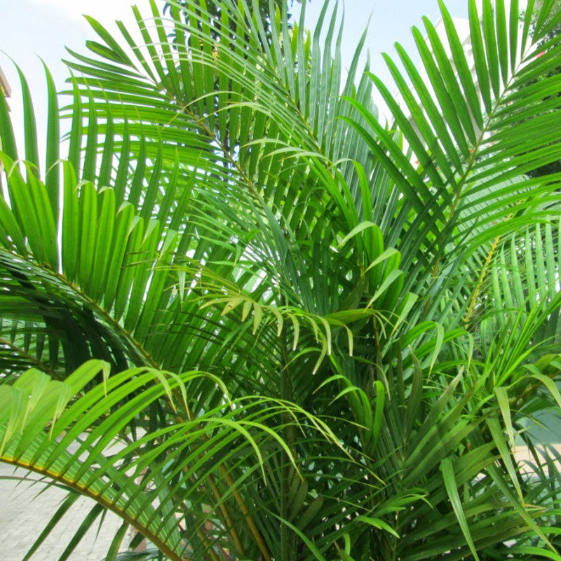 areca palm purifier Areca Palm