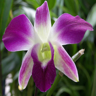 Dendrobium Orchid- Purple- Flowering Plants - Exotic Flora