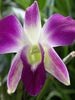 Dendrobium Orchid- Purple- Flowering Plants - Exotic Flora