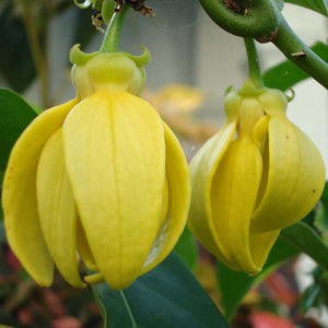 Flowering Plants