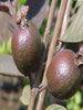 Guava Black - Fruit Plants & Tree