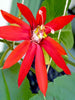 Scarlet Passion Flower red- Creepers & Climbers