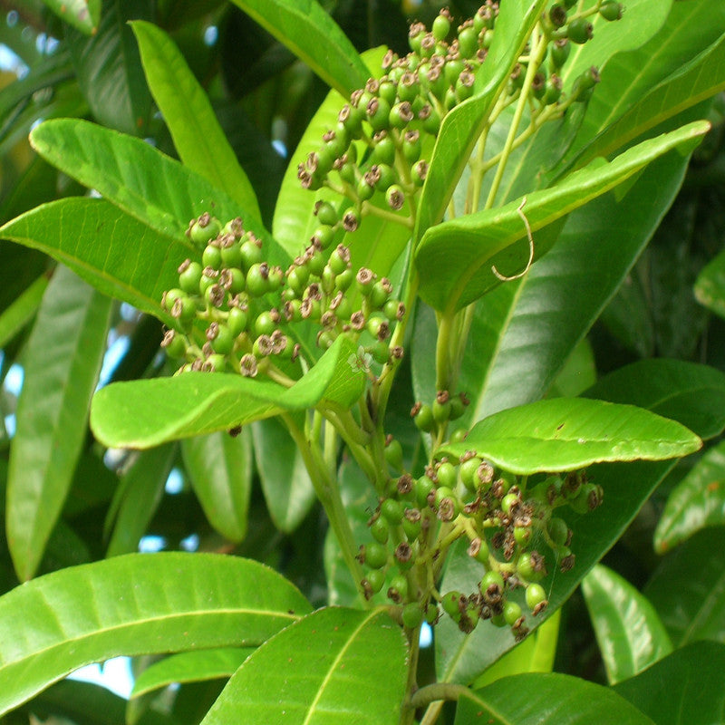 All Spice/Pimenta Dioica - Spice Plants– Exotic Flora