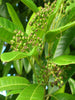 All Spice/Pimenta Dioica - Spice Plants