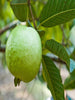 Guava Allhabad Safed - Fruit Plants & Tree