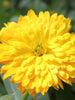 Calendula Yellow- SEASONALS - Exotic Flora
