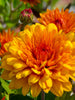 Chrysanthemum Orange - SEASONALS - Exotic Flora
