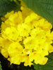 Lantana Yellow - Flowering Shrubs