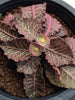 Euphorbia Francoisii Dark Red -Succulents - Exotic Flora