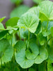 Brahmi Big Leaved - Indoor Plants - Exotic Flora