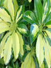 Schefflera Arboricola Variegated - Ornamental Shrubs