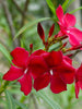 Nerium mini Red Single - Flowering Shrubs