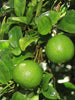 Table Lemon - Fruit Plants & Tree