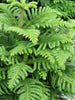 Christmas tree /Araucaria  Big Size Plants - Exotic Flora