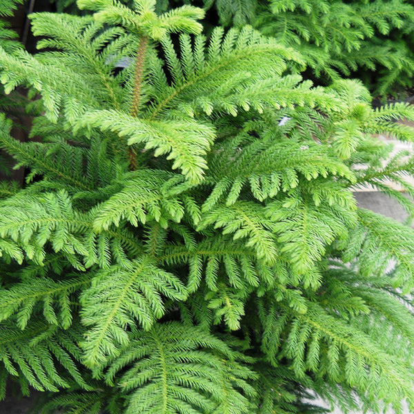 Christmas tree /Araucaria Big Size Plants Exotic Flora