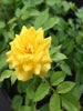 MINIATURE ROSE YELLOW - Flowering Shrubs