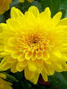 Chrysanthemum Yellow - Indoor Air-Purifying - Exotic Flora