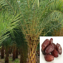 Date palm- Fruit Plants & Tree - Exotic Flora