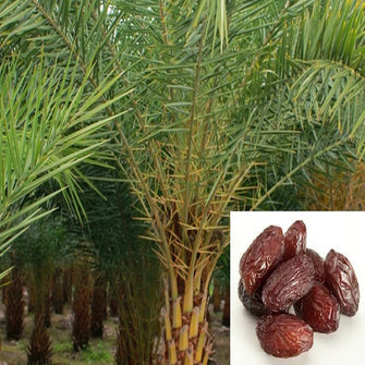 Date palm- Fruit Plants & Tree - Exotic Flora