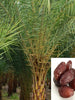 Date palm- Fruit Plants & Tree - Exotic Flora