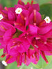 Bougainvillea Dwarf - Flowering Shrubs - Exotic Flora