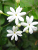 Juhi/Jasminum Auriculatum - Creepers & Climbers