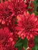 Chrysanthemum Red - SEASONALS - Exotic Flora