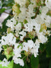 Lagerstroemia White / Crepe Myrtle White - Avenue Trees