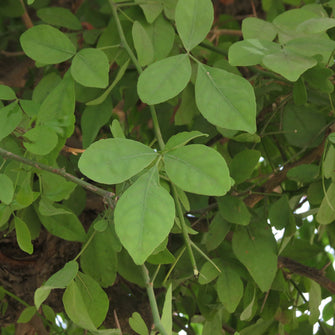 Bilva - Avenue Trees - Exotic Flora