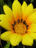 Gazania Yellow- SEASONALS