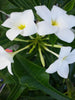 Plumeria pudica/Wild Plumeria - Flowering Shrubs