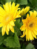 Gerbera Plant Yellow - Flowering Plants