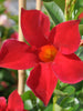 Mandevilla Red Single - Creepers & Climbers